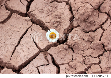 dry soil with daisy flower 141205751