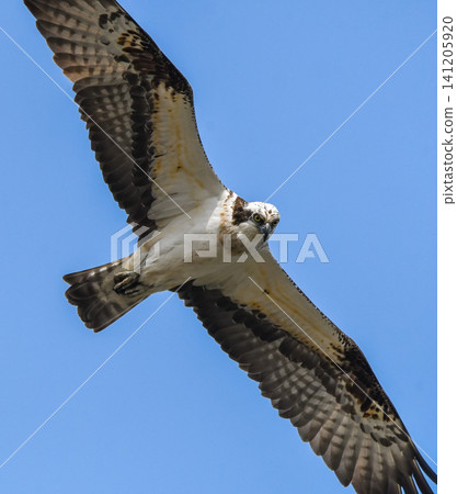 Flying flying blue sky 141205920