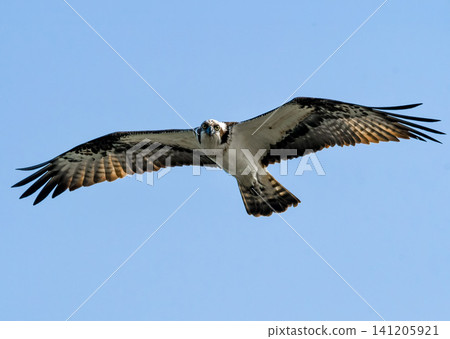Flying flying blue sky Flying flying blue sky 141205921