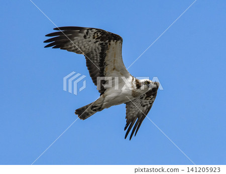 Flying flying blue sky 141205923