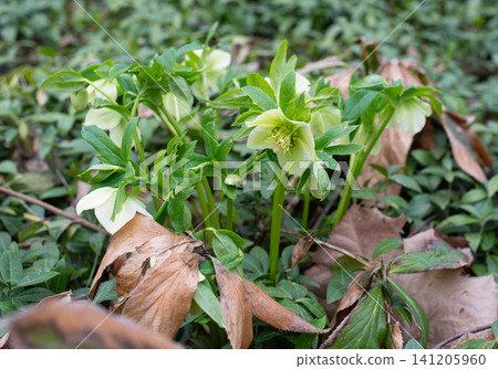 Pale green hellebore flowers (Helleborus) blooming on a forest floor among fallen leaves. Delicate early spring wildflowers symbolizing renewal, nature, seasonal change, and botanical beauty with soft Pale green hellebore flowers (Helleborus) blooming on a forest floor among fallen leaves. Delicate early spring wildflowers symbolizing renewal, nature, seasonal change, and botanical beauty with soft 141205960