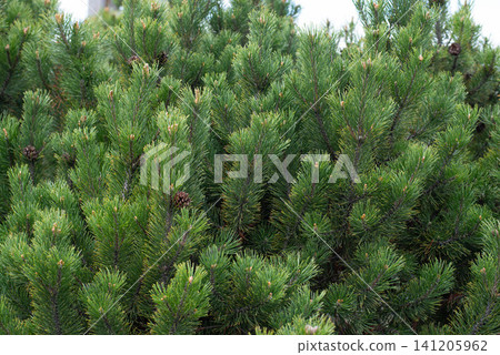Fresh green pine branches with natural cones forming a dense evergreen background. High-resolution texture of conifer needles for nature, forestry, Christmas, winter, ecology, landscaping, and Fresh green pine branches with natural cones forming a dense evergreen background. High-resolution texture of conifer needles for nature, forestry, Christmas, winter, ecology, landscaping, and 141205962