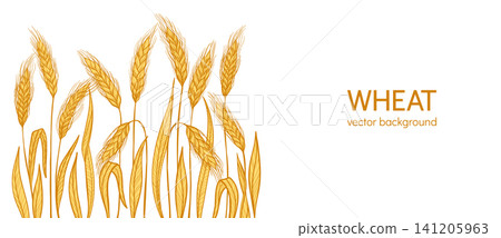 Golden wheat ear background banner cereal grain spikelet stalk pattern organic label design template Golden wheat ear background banner cereal grain spikelet stalk pattern organic label design template 141205963
