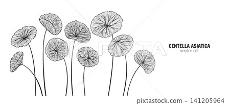 Hand drawn linear background Centella asiatica stems leaves Gotu kola asiatic pennywort herb pattern 141205964