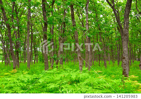 Hokkaido, Tokachi: Oak forest, one of Japan's Top 100 Famous Trees Hokkaido, Tokachi: Oak forest, one of Japan's Top 100 Famous Trees 141205983