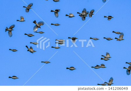 Bulbuls flying in a flock Bulbuls flying in a flock 141206049