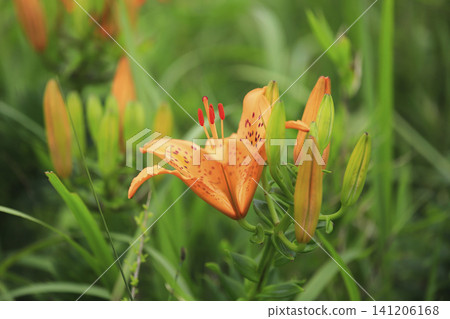 Lilies in full bloom along the coast Lilies in full bloom along the coast 141206168