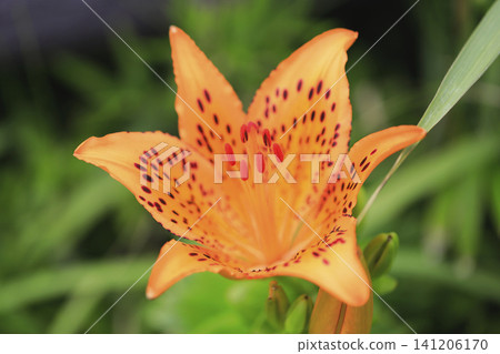 Lilies in full bloom along the coast Lilies in full bloom along the coast 141206170
