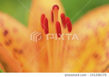 Lilies in full bloom along the coast Lilies in full bloom along the coast 141206178