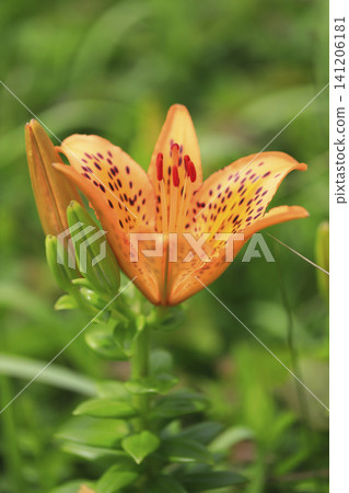 Lilies in full bloom along the coast Lilies in full bloom along the coast 141206181