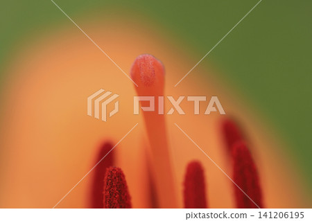 The stamens of a trumpet lily blooming along the coast The stamens of a trumpet lily blooming along the coast 141206195