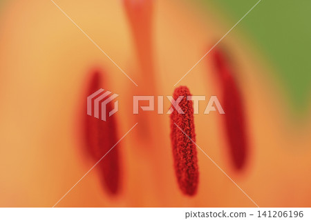 The stamens of a trumpet lily blooming along the coast The stamens of a trumpet lily blooming along the coast 141206196