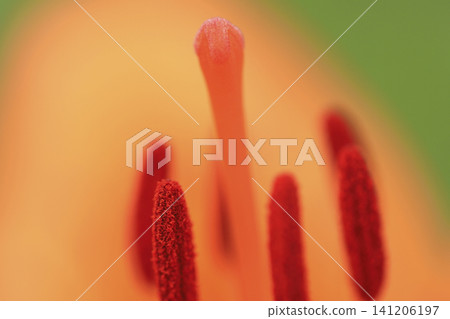 The stamens of a trumpet lily blooming along the coast The stamens of a trumpet lily blooming along the coast 141206197