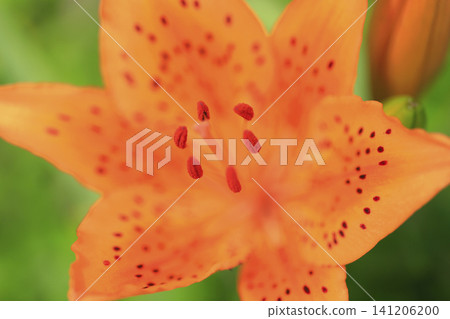 Lilies in full bloom along the coast Lilies in full bloom along the coast 141206200