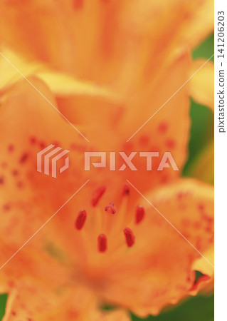 Lilies in full bloom along the coast Lilies in full bloom along the coast 141206203