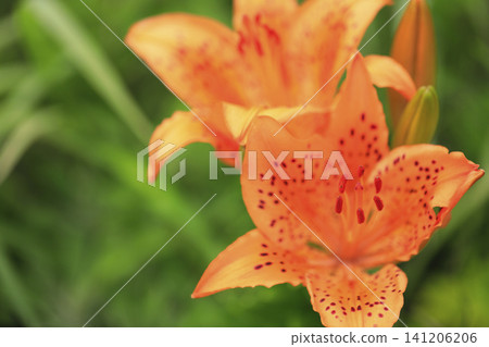 Lilies in full bloom along the coast Lilies in full bloom along the coast 141206206