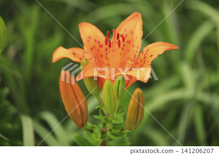Lilies in full bloom along the coast Lilies in full bloom along the coast 141206207
