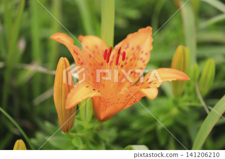 Lilies in full bloom along the coast Lilies in full bloom along the coast 141206210
