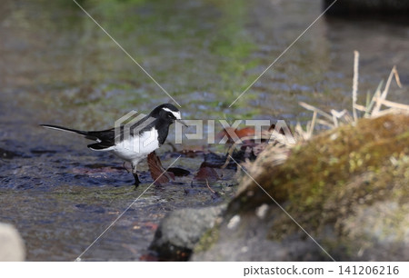 A Japanese wagtail foraging by the water's edge. A Japanese wagtail foraging by the water's edge. 141206216