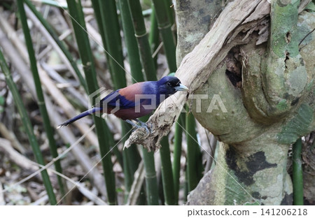 Blue Jay perched on a tree 141206218