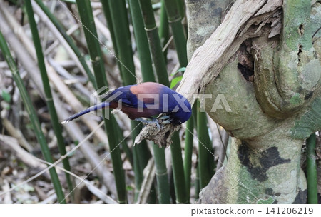 A Ryukyu Jay pecking at a nut A Ryukyu Jay pecking at a nut 141206219