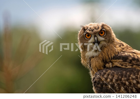 Eurasian eagle-owl a closeup portrait Eurasian eagle-owl a closeup portrait 141206248