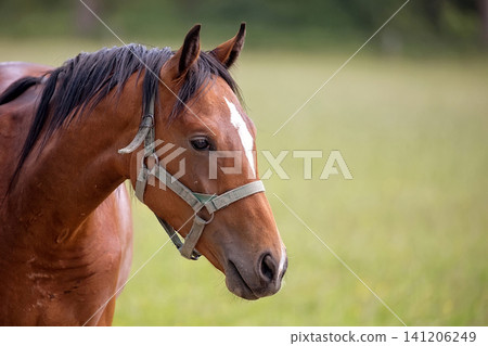 Brown horse a portrait Brown horse a portrait 141206249