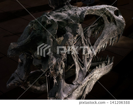 Dinosaur skull fossil, open mouth viewed from above. Dinosaur skull fossil, open mouth viewed from above. 141206388