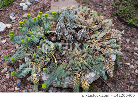Euphorbia myrsinites growing in a rock garden with blue-green succulent foliage and fresh spring blooms. Drought-tolerant ornamental plant in a stone planter, ideal for landscaping, botanical, and Euphorbia myrsinites growing in a rock garden with blue-green succulent foliage and fresh spring blooms. Drought-tolerant ornamental plant in a stone planter, ideal for landscaping, botanical, and 141206400