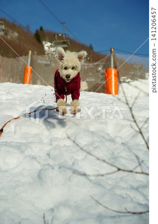 Energetic Dog Running Through Snow in Winter Gear Energetic Dog Running Through Snow in Winter Gear 141206457