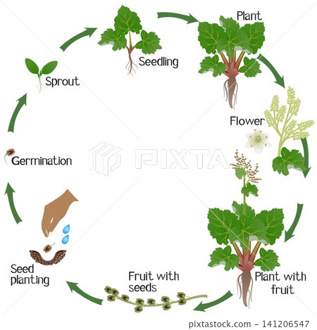 A growth cycle of rhubarb plant on a white background. A growth cycle of rhubarb plant on a white background. 141206547