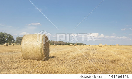 Hay bales on a harvested agricultural field. Landscape with a harvested wheat field with hay bales in the countryside against a blue sky. Hay bales on a harvested agricultural field. Landscape with a harvested wheat field with hay bales in the countryside against a blue sky. 141206598