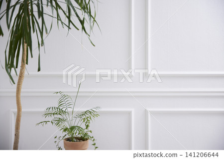 Elegant White Wainscoting Wall Background with Natural Sunlight and Green Plant Elegant White Wainscoting Wall Background with Natural Sunlight and Green Plant 141206644
