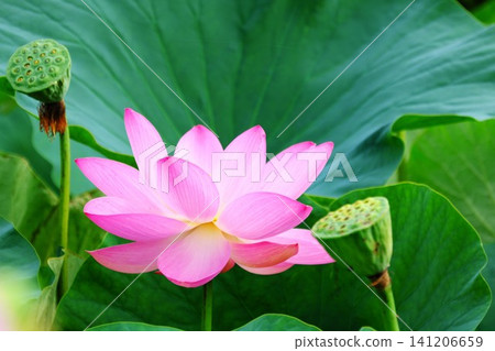 埼玉縣古蓮花村,清晨的陽光下,古老的蓮花和兩顆蓮子正在綻放。 埼玉縣古蓮花村,清晨的陽光下,古老的蓮花和兩顆蓮子正在綻放。 141206659