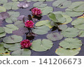 Lotus flowers floating on the water 141206673