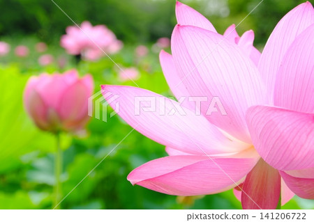 Ancient lotus flowers and a landscape of a lotus pond (copy space/background material) Ancient lotus flowers and a landscape of a lotus pond (copy space/background material) 141206722