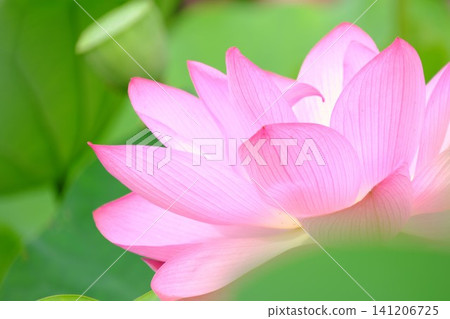 Beautiful pink ancient lotus flowers in the foreground bokeh create a fantastical summer morning scene. Beautiful pink ancient lotus flowers in the foreground bokeh create a fantastical summer morning scene. 141206725