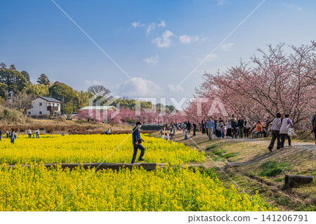 濱松市東大山的河津櫻花風景（靜岡縣） 141206791