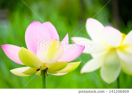 埼玉縣古台蓮之鄉(古蓮花村)美麗的漸層古蓮花和白蓮花。 埼玉縣古台蓮之鄉(古蓮花村)美麗的漸層古蓮花和白蓮花。 141206809