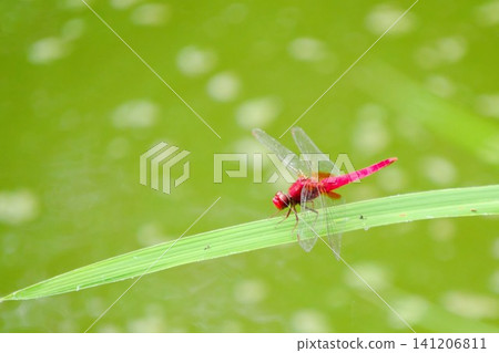 一隻鮮紅色的蜻蜓(猩紅蜻蜓)棲息在水邊的一片葉子上——夏日自然 一隻鮮紅色的蜻蜓(猩紅蜻蜓)棲息在水邊的一片葉子上——夏日自然 141206811