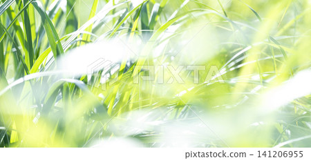 夏日青草在微風中搖曳閃爍-奧大千加賀成 夏日青草在微風中搖曳閃爍-奧大千加賀成 141206955