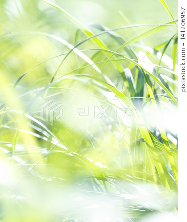 Summer grasses swaying and sparkling in the gentle breeze - Okudaisen Kagamigasei Summer grasses swaying and sparkling in the gentle breeze - Okudaisen Kagamigasei 141206957