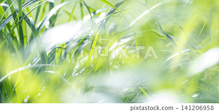 夏日青草在微風中搖曳閃爍-奧大千加賀成 夏日青草在微風中搖曳閃爍-奧大千加賀成 141206958