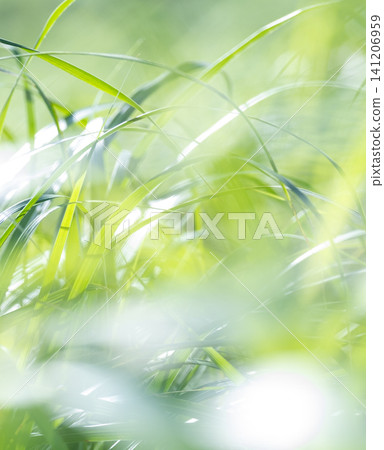 夏日青草在微風中搖曳閃爍-奧大千加賀成 夏日青草在微風中搖曳閃爍-奧大千加賀成 141206959