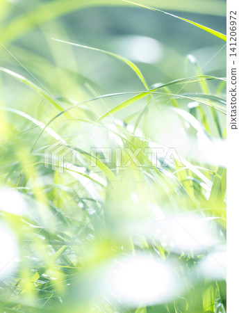 夏日青草在微風中搖曳閃爍-奧大千加賀成 夏日青草在微風中搖曳閃爍-奧大千加賀成 141206972