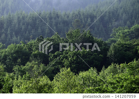 Forest wrapped in fog Forest wrapped in fog 141207059