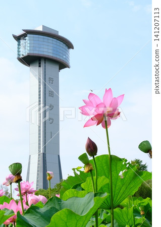 高台蓮之裡(古蓮村)的觀景塔和盛開的古老蓮花-垂直版,旅遊海報素材 高台蓮之裡(古蓮村)的觀景塔和盛開的古老蓮花-垂直版,旅遊海報素材 141207113