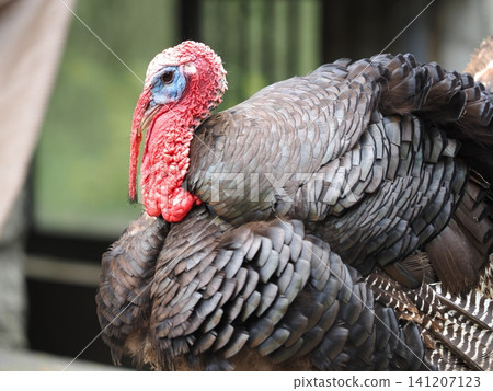 Turkey Turkey 141207123