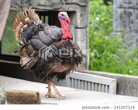 Turkey Turkey 141207124