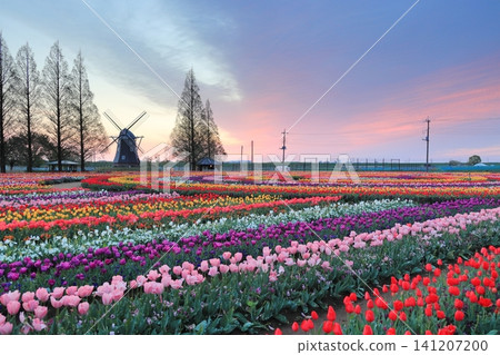 Sunrise over windmills and tulip fields at Akebonoyama Agricultural Park Sunrise over windmills and tulip fields at Akebonoyama Agricultural Park 141207200